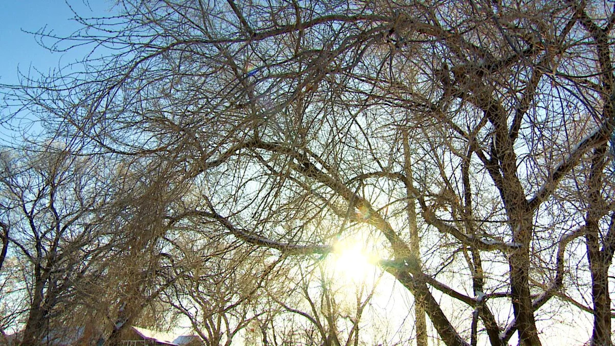 Mayor bringing plan to reverse cut to tree budget at last Winnipeg council meeting before break