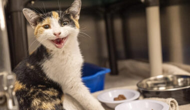 Montreal SPCA calls to end rental rules that bar pets as abandoned animal tally soars