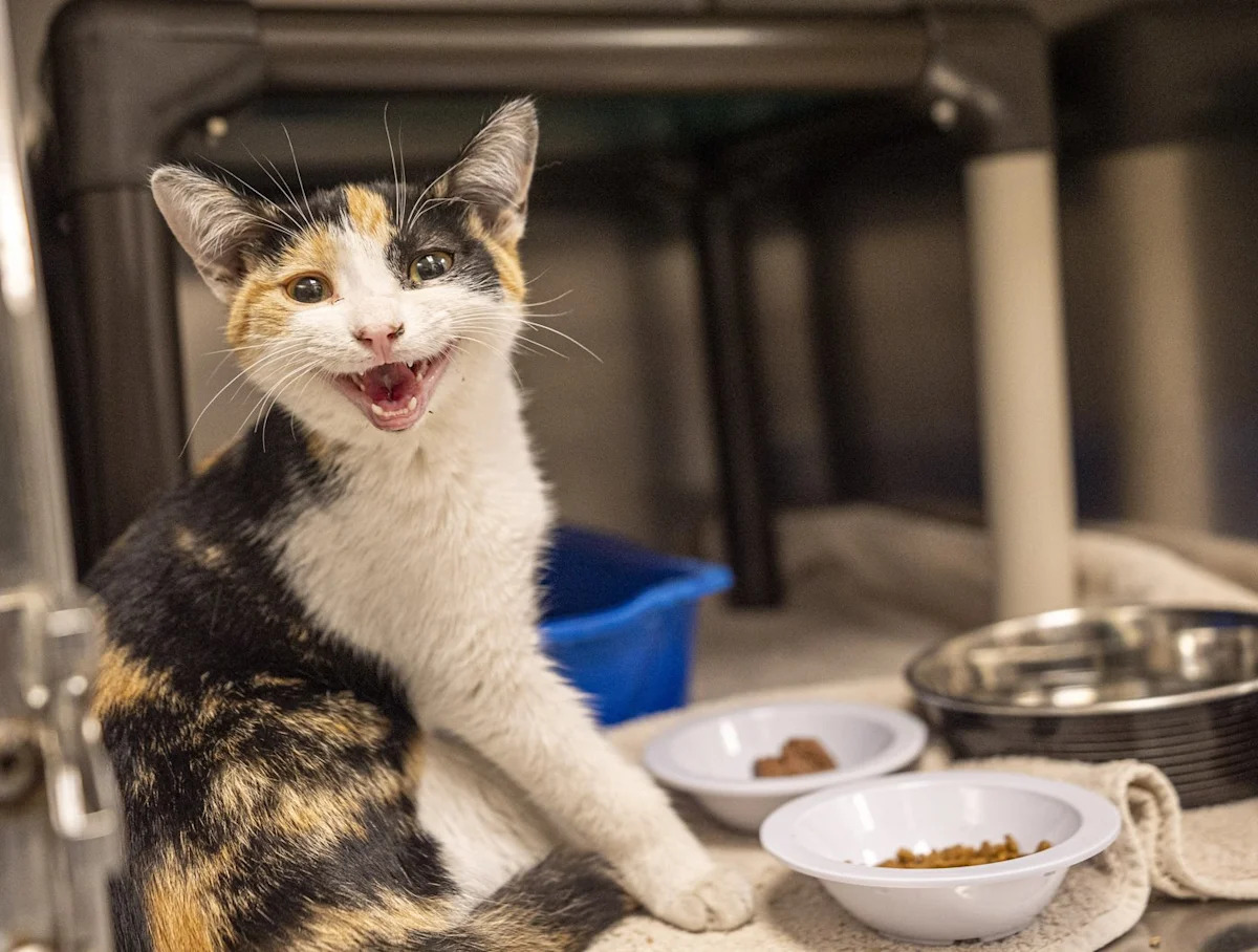 Montreal SPCA calls to end rental rules that bar pets as abandoned animal tally soars