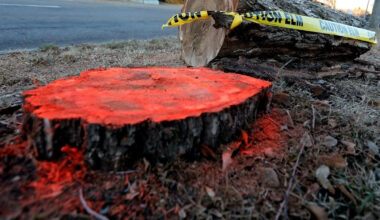 Dutch elm disease discovered in northwest Edmonton marks 10 confirmed cases since 2024