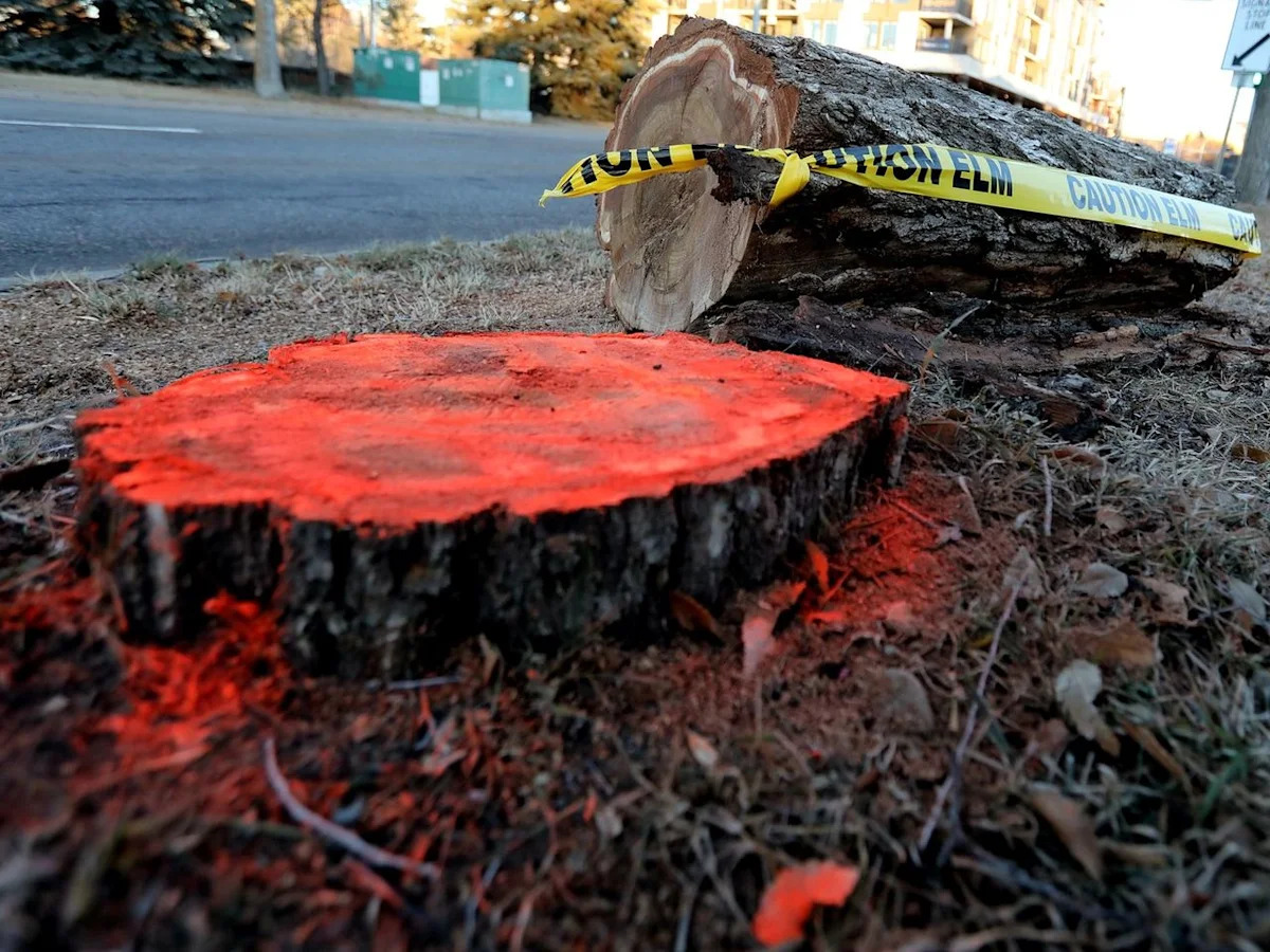 Dutch elm disease discovered in northwest Edmonton marks 10 confirmed cases since 2024