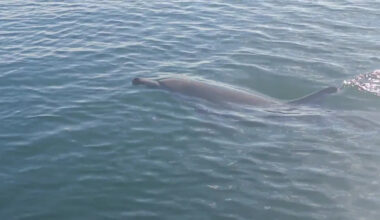 ‘Extraordinarily rare’ dolphin sightings reported in B.C.’s waters