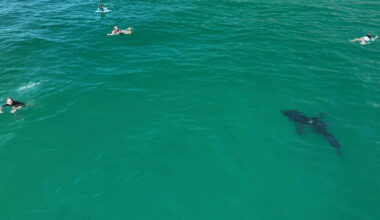 10-foot great white shark stalks children in SoCal