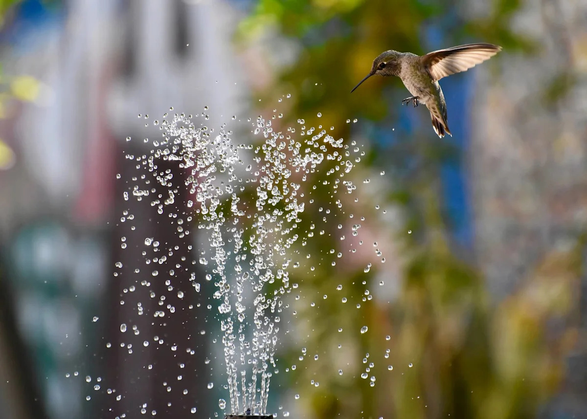 Watching This Hummingbird Play in a Fountain Will Brighten Your Day