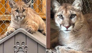 2 Orphaned Mountain Lion Cubs, Including 1 Who Needed Lifesaving Blood Transfusions, Find Home Together