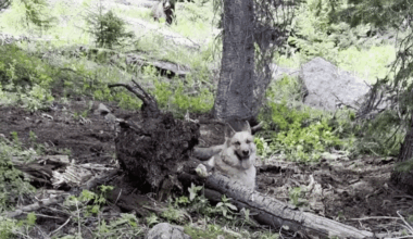 Woman Unknowingly Films Close Bear Encounter While Freeing Trapped Dog