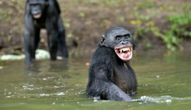 Differences in human and great ape laughter reveal clues to the origin of speech