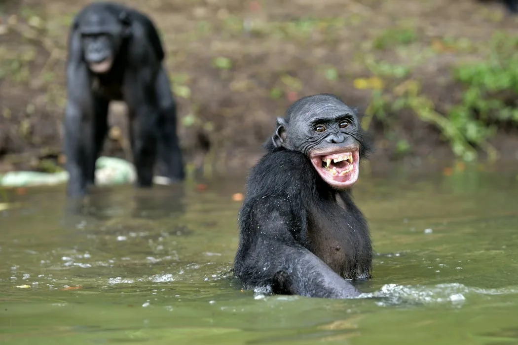 Differences in human and great ape laughter reveal clues to the origin of speech