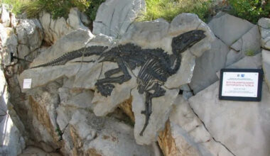 Photo of a dinosaur skeleton encased in rock