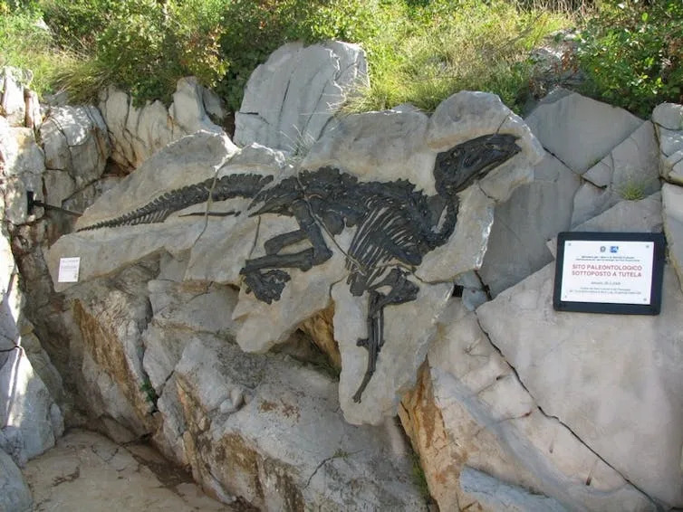 Photo of a dinosaur skeleton encased in rock