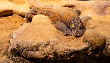 Indonesia's 'hobbits' may have scavenged Komodo dragon leftovers, not hunted or cooked, study says