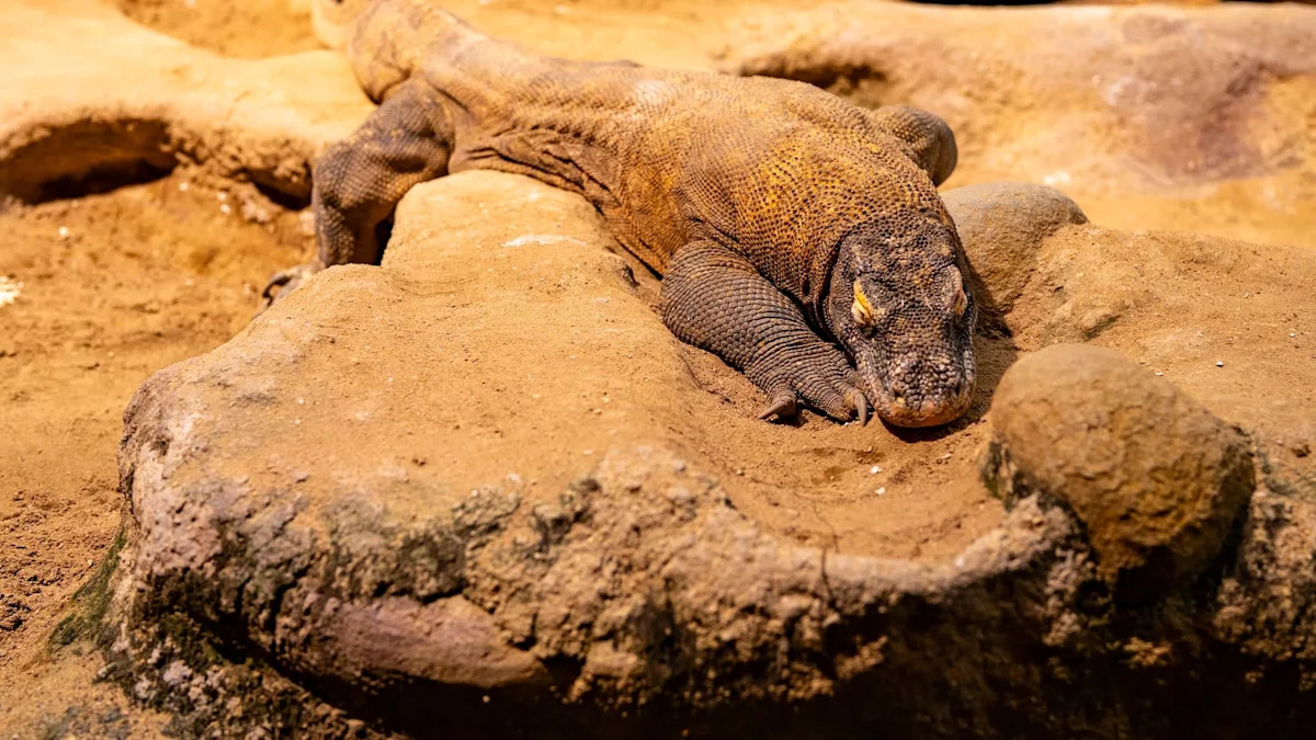 Indonesia's 'hobbits' may have scavenged Komodo dragon leftovers, not hunted or cooked, study says