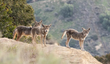 Los Angeles camera catches coyote pack killing cat, then one returns to carry it away