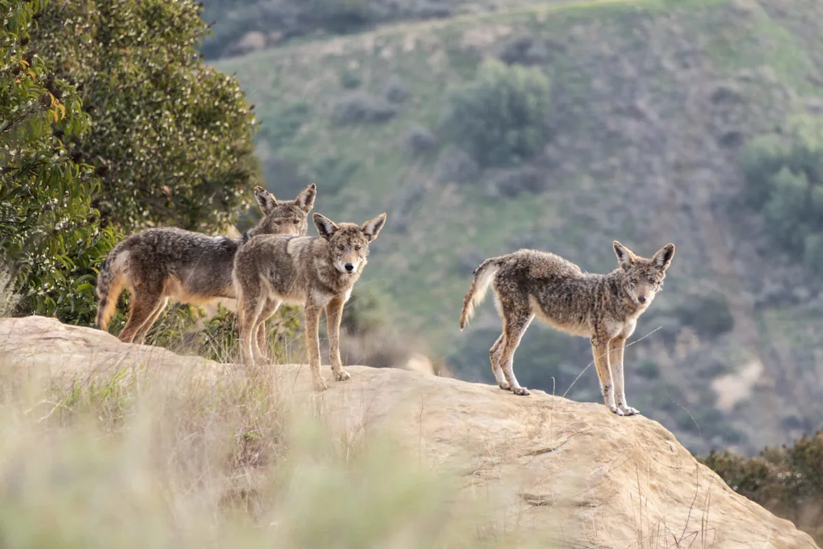 Los Angeles camera catches coyote pack killing cat, then one returns to carry it away