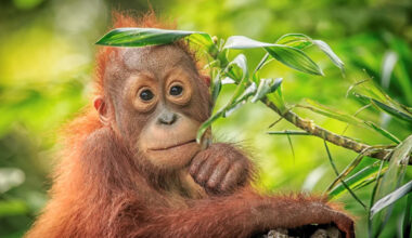 Abandoned 11-week-old orangutan makes overnight Irish Sea journey to a new home in England