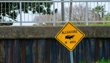 Louisiana family getting kids ready finds a 9-foot alligator waiting by the front door