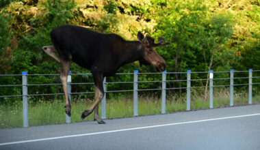 800-pound moose gets stuck on Newfoundland highway divider, until farmer steps in