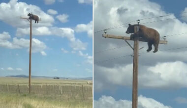 Bear spotted at the top of telephone pole along New Mexico highway