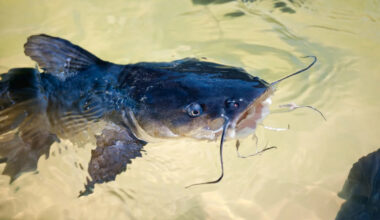 Scientists discover cancer that spreads between catfish