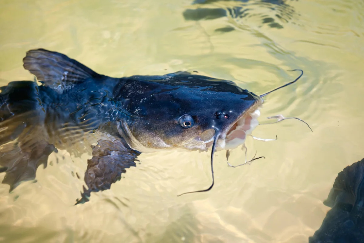 Scientists discover cancer that spreads between catfish