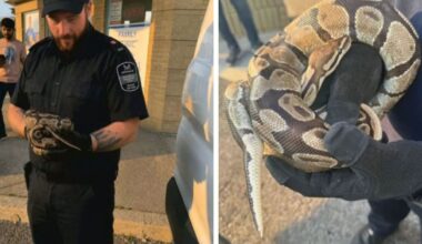 Python found in car engine in Mississauga – CP24