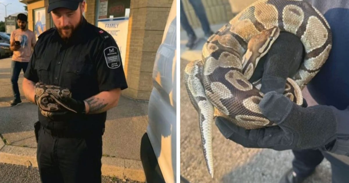 Python found in car engine in Mississauga – CP24