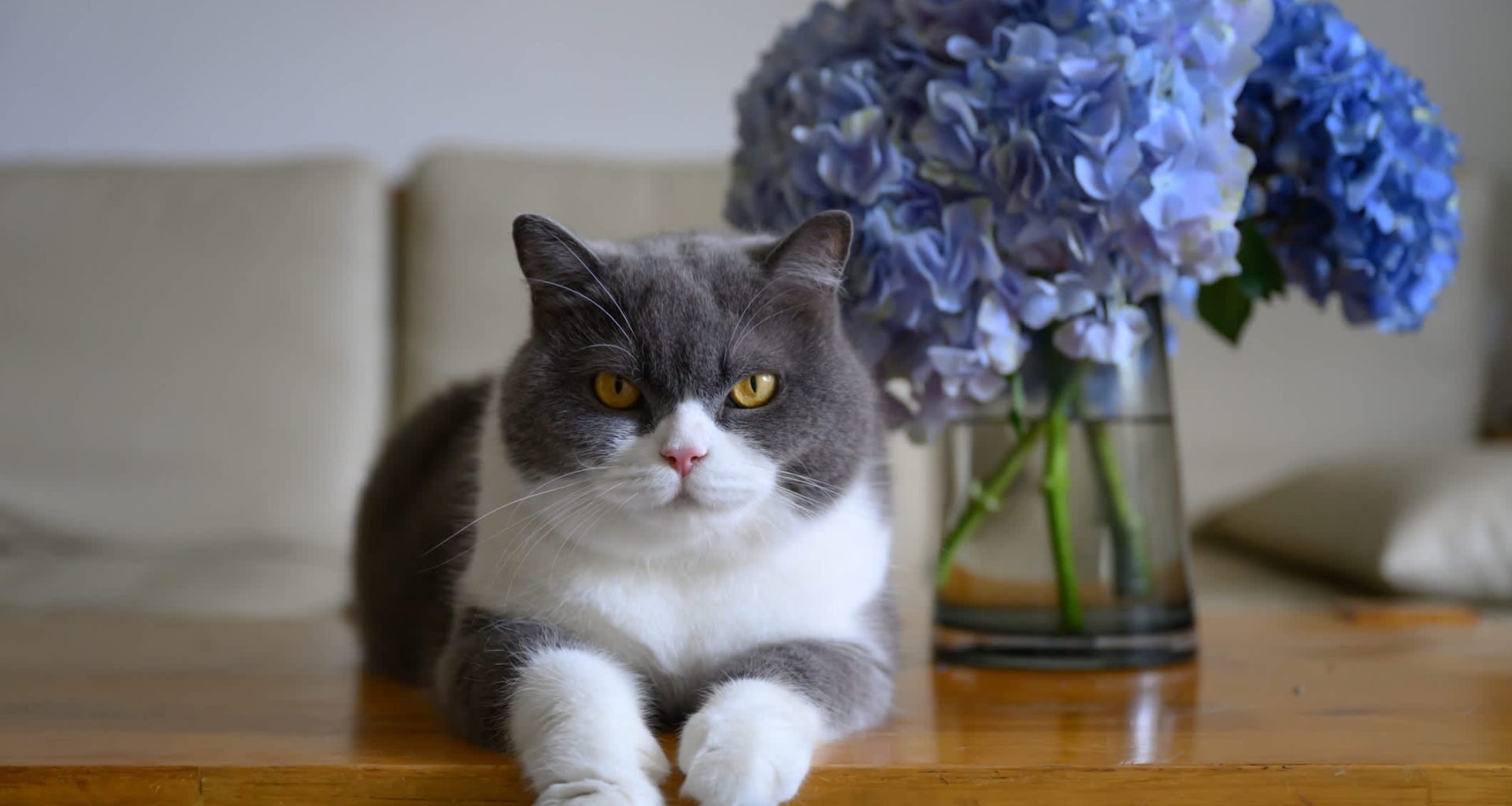 A gray and white cat rests on a wooden table in front of a vase of blue hydrangeas.