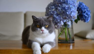 A gray and white cat rests on a wooden table in front of a vase of blue hydrangeas.