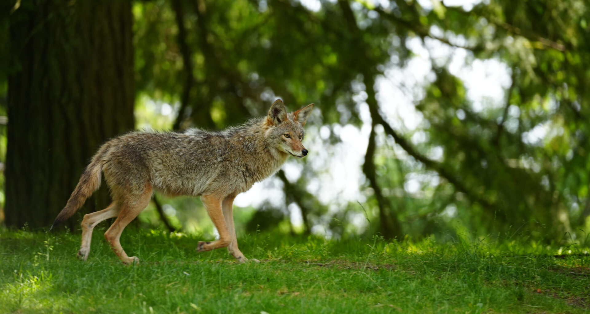 Child, 2, bitten in the face during coyote attack in Whitby