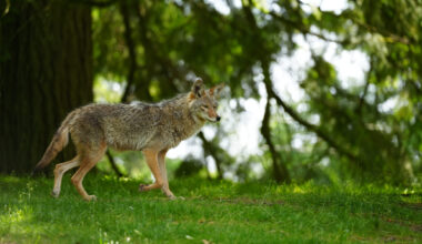 Child, 2, bitten in the face during coyote attack in Whitby