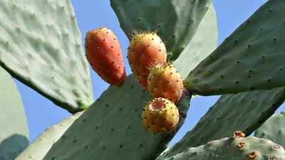 For years, Mediterranean farmers defended prickly pear against removal; a study suggests the cactus can help native plants recover on degraded drylands