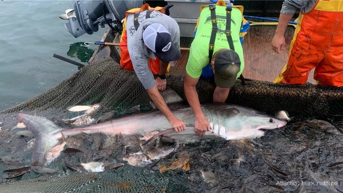 A great white shark tagged by Atlantic Shark Institute near Galilee, Rhode Island.