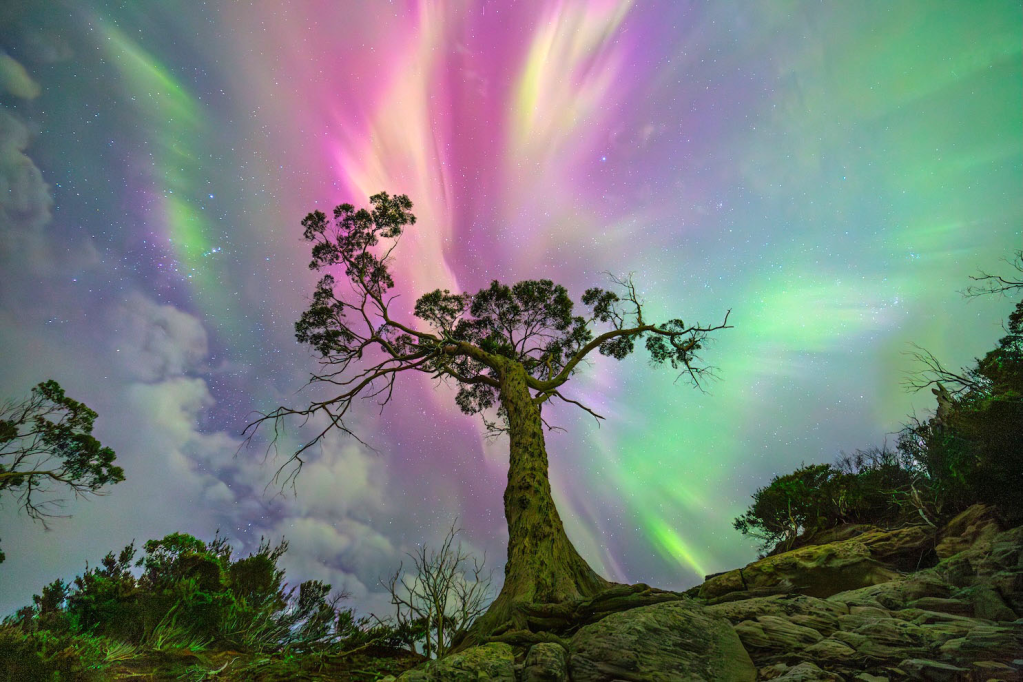 "The Wishing Tree", Luke Rasmussen, Nightscapes, Honorable Mention Category, David Malin Awards 2026