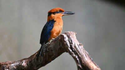 In the 1980s, Guam's kingfisher vanished from the wild after invasive snakes devastated the island's birds: The last 29 were rescued and four new chicks are now helping rebuild the species