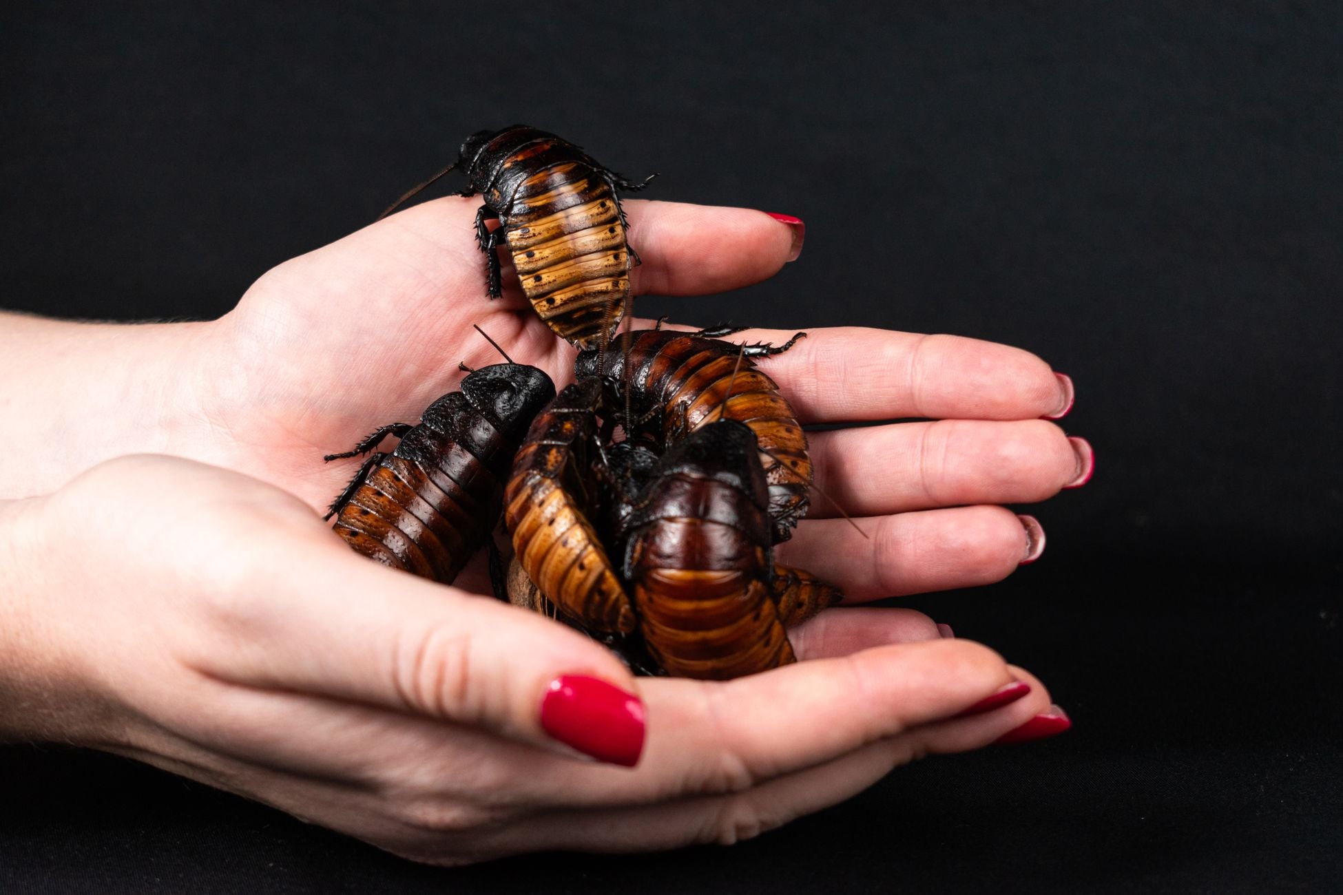 A woman holds Madagascar hissing cockroaches (Gromphadorhina portentosa) in her hands, against a black background.