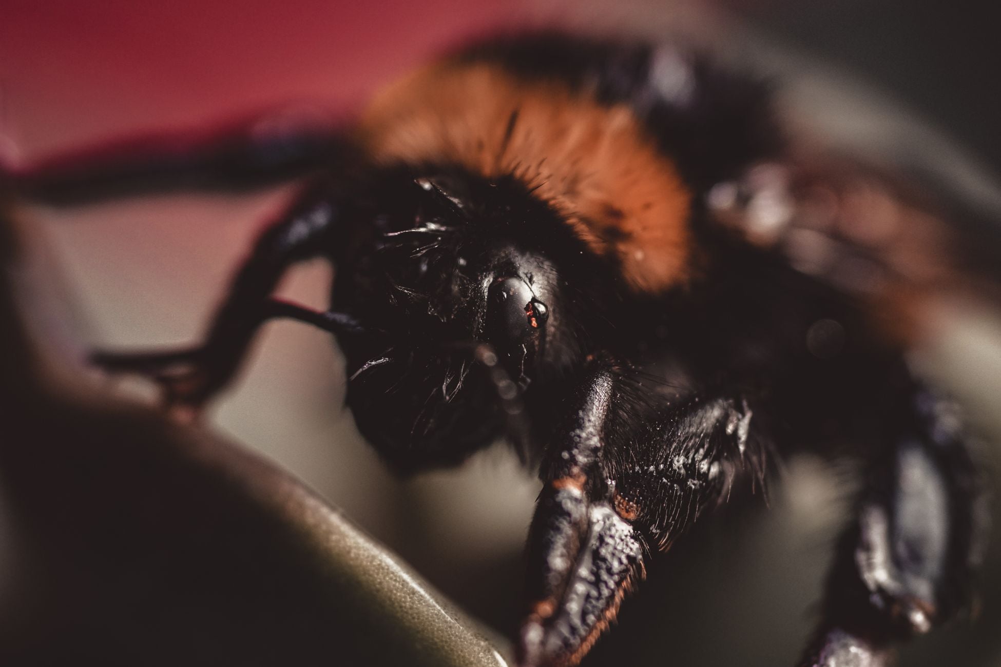Detailed macro photo of a bumblebee showcasing its hairy body and intricate details.
