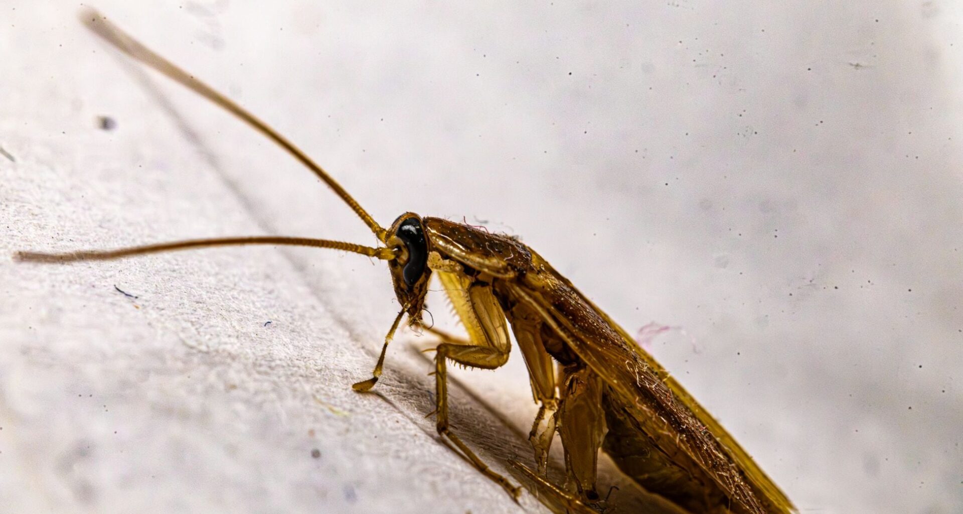 A cockroach can survive for about a week without its head, dying eventually of thirst rather than injury, because its open circulatory system and body-wide breathing let it function long after decapitation would kill a mammal
