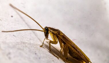 A cockroach can survive for about a week without its head, dying eventually of thirst rather than injury, because its open circulatory system and body-wide breathing let it function long after decapitation would kill a mammal