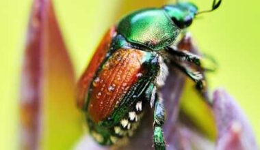Limited Access to St. John's Facilities as Japanese Beetle Eradication Continues