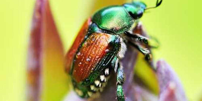 Limited Access to St. John's Facilities as Japanese Beetle Eradication Continues