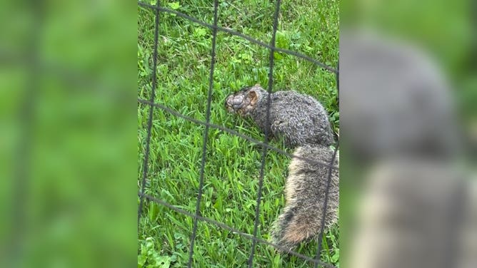 Squirrel affected with squirrel pox discovered in Ashtabula, Ohio, on May 25, 2026. 