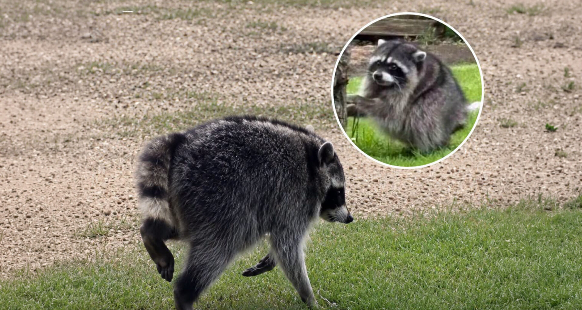 Move over, Jimothy! Alberta has some pretty weird wildlife too