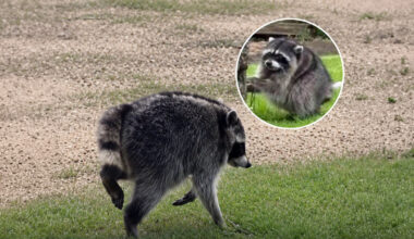 Move over, Jimothy! Alberta has some pretty weird wildlife too
