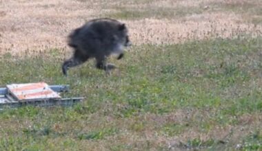 Jimothy The Raccoon Receives Honor From Washington Governor