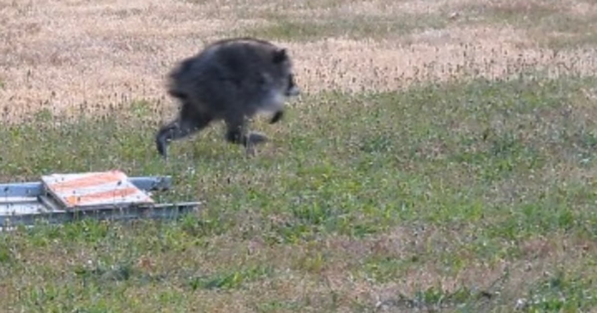 Jimothy The Raccoon Receives Honor From Washington Governor