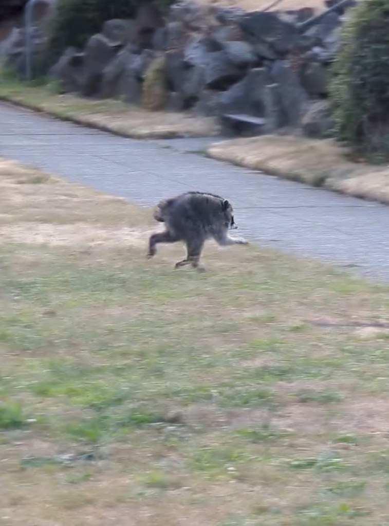 A raccoon with a rare spinal condition runs across a grassy area next to a paved path.