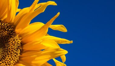 closeup of a sunflower against a deep blue sky