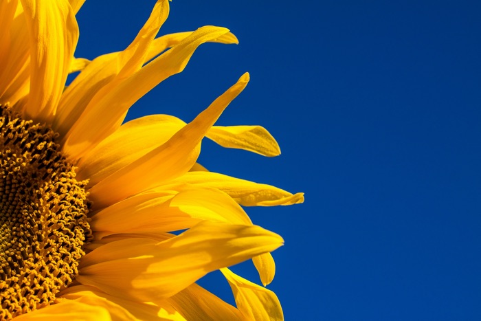 closeup of a sunflower against a deep blue sky