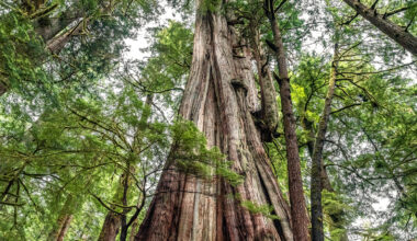 Canada's Largest Tree Is A Breathtaking West Coast Gem Nestled In Pacific Rim National Park Reserve