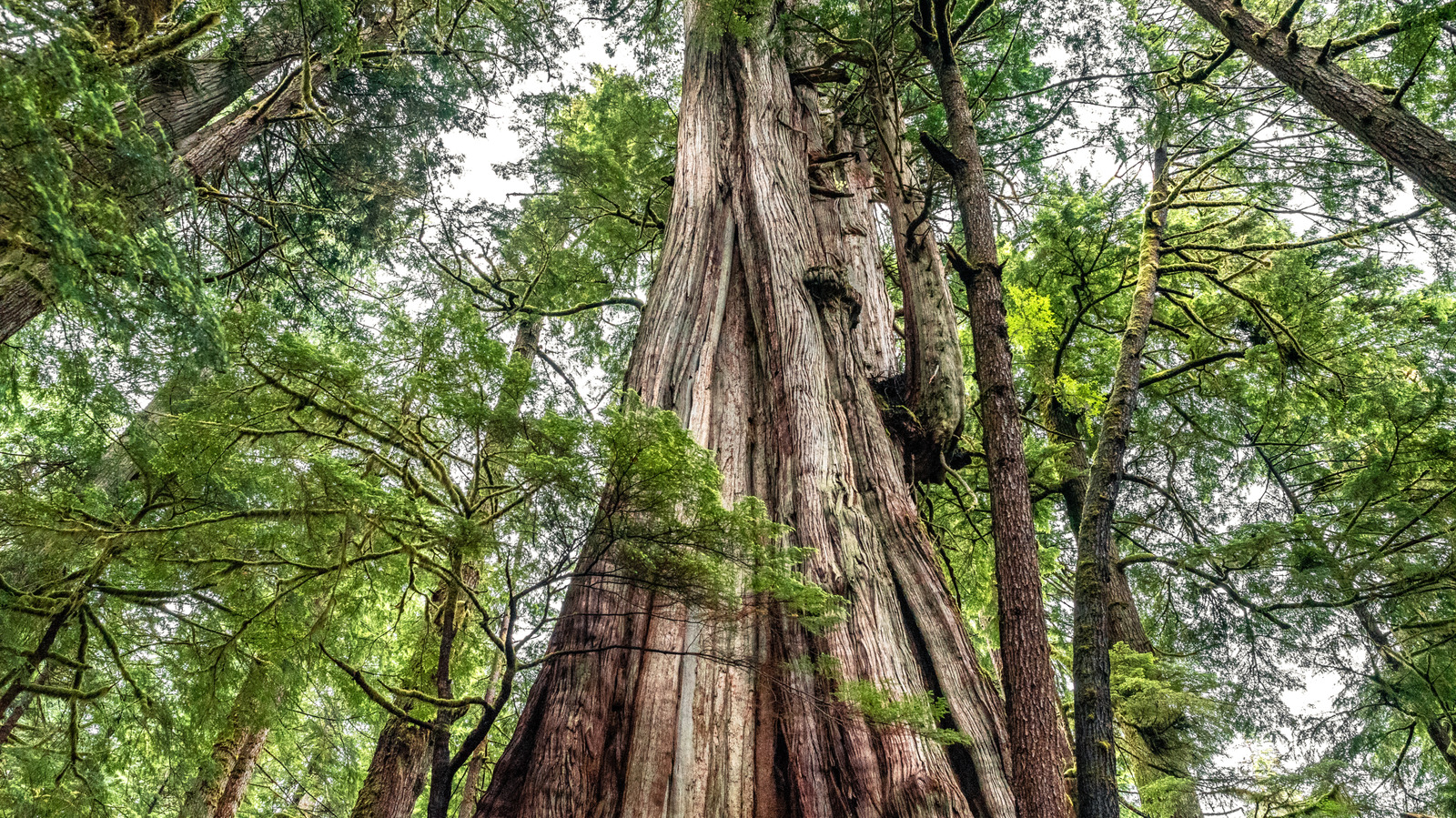 Canada's Largest Tree Is A Breathtaking West Coast Gem Nestled In Pacific Rim National Park Reserve